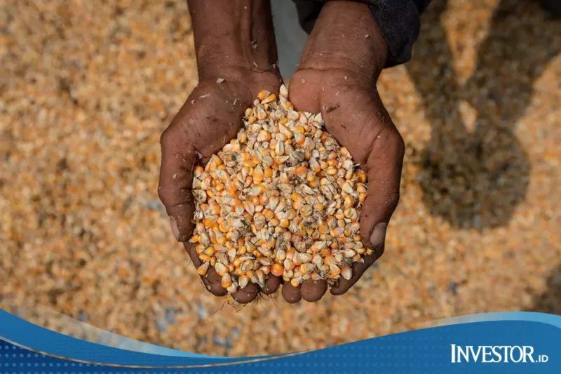 Harga Pakan Lampaui Rp 5.800, Pemerintah Gulirkan SPHP Jagung