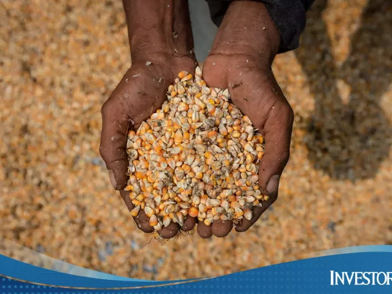 Harga Pakan Lampaui Rp 5.800, Pemerintah Gulirkan SPHP Jagung