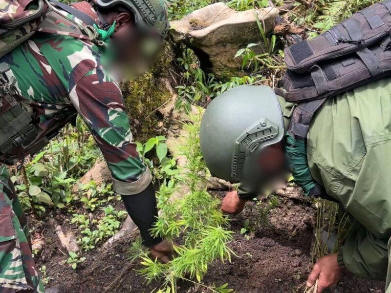 Satgas Swasembada Berhasil Ungkap Ladang Ganja di Pegunungan Bintang, Puluhan Tanaman Siap Panen Diamankan
