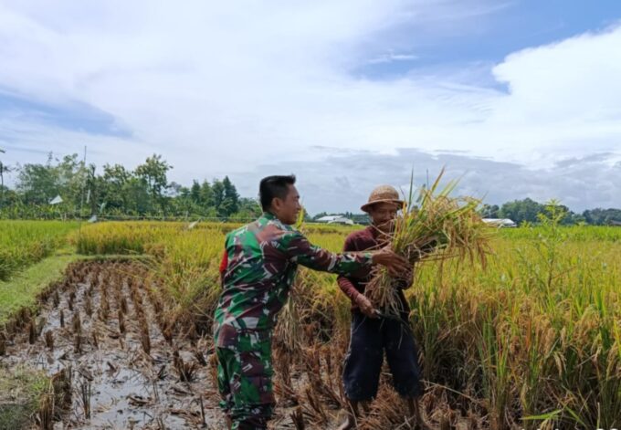 Dukung Program Nasional, Babinsa Desa Pojok Dampingi Warga Panen Padi