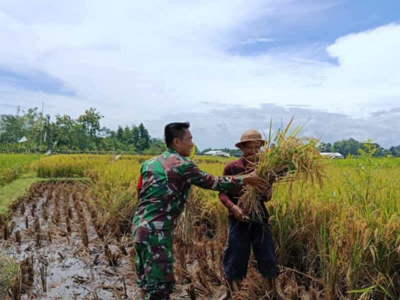 Dukung Program Nasional, Babinsa Desa Pojok Dampingi Warga Panen Padi