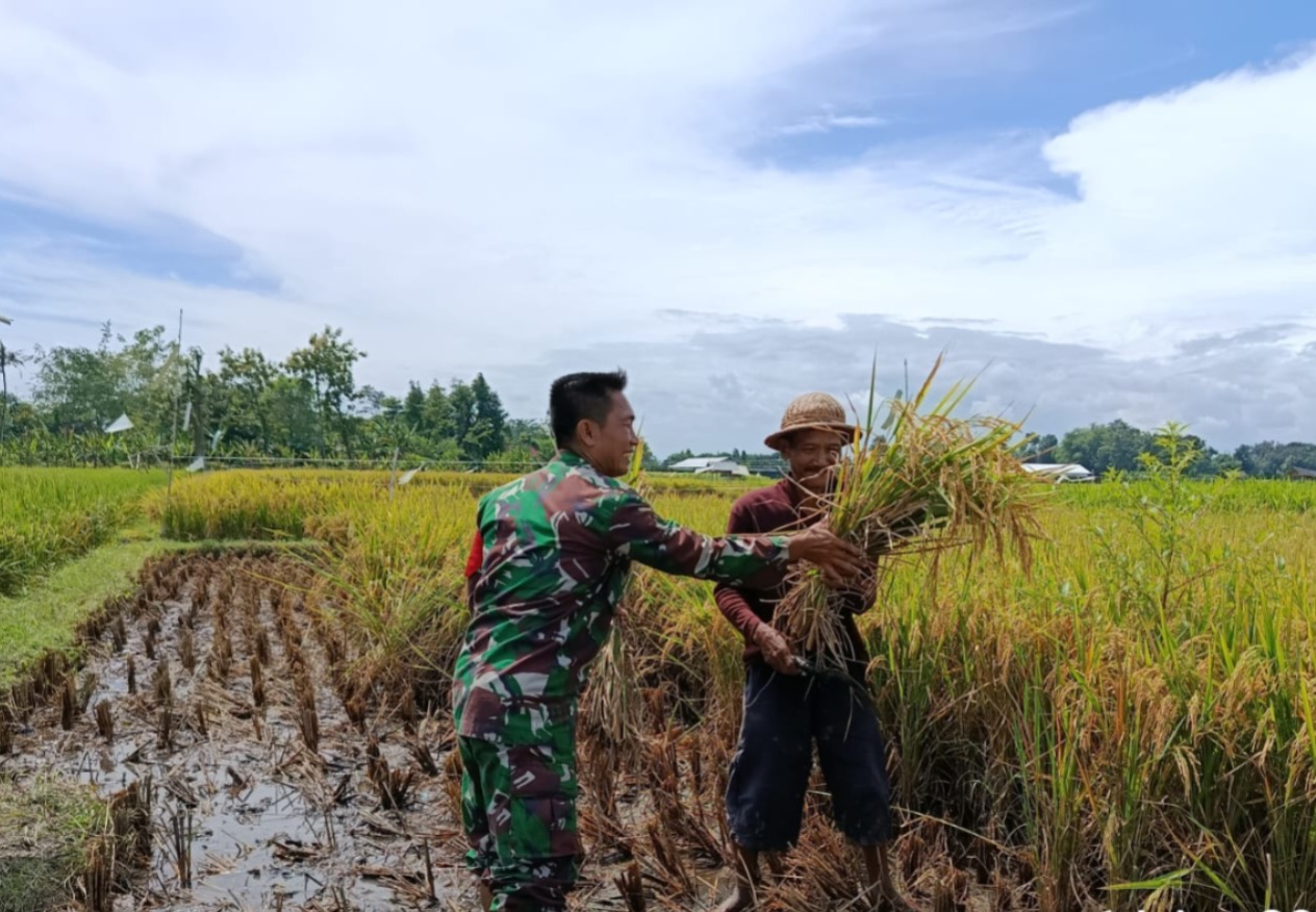 Dukung Program Nasional, Babinsa Desa Pojok Dampingi Warga Panen Padi
