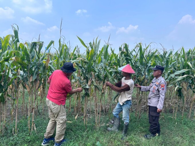 Polsek Prambon Cek Kondisi Lahan Jagung di Desa Bulang – Detiktoday.com