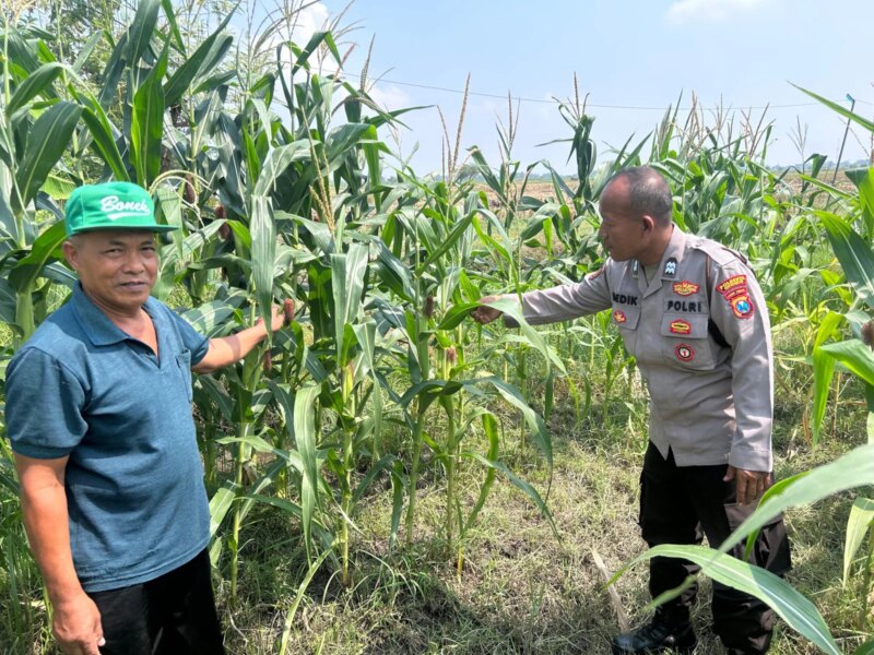 Masifkan Swasembada Pangan dengan Mengelola Tanaman Jagung di Desa Prambon – Detiktoday.com