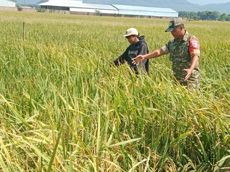 Babinsa Kodim Ponorogo Aktif Turun ke Sawah Bantu Petani 