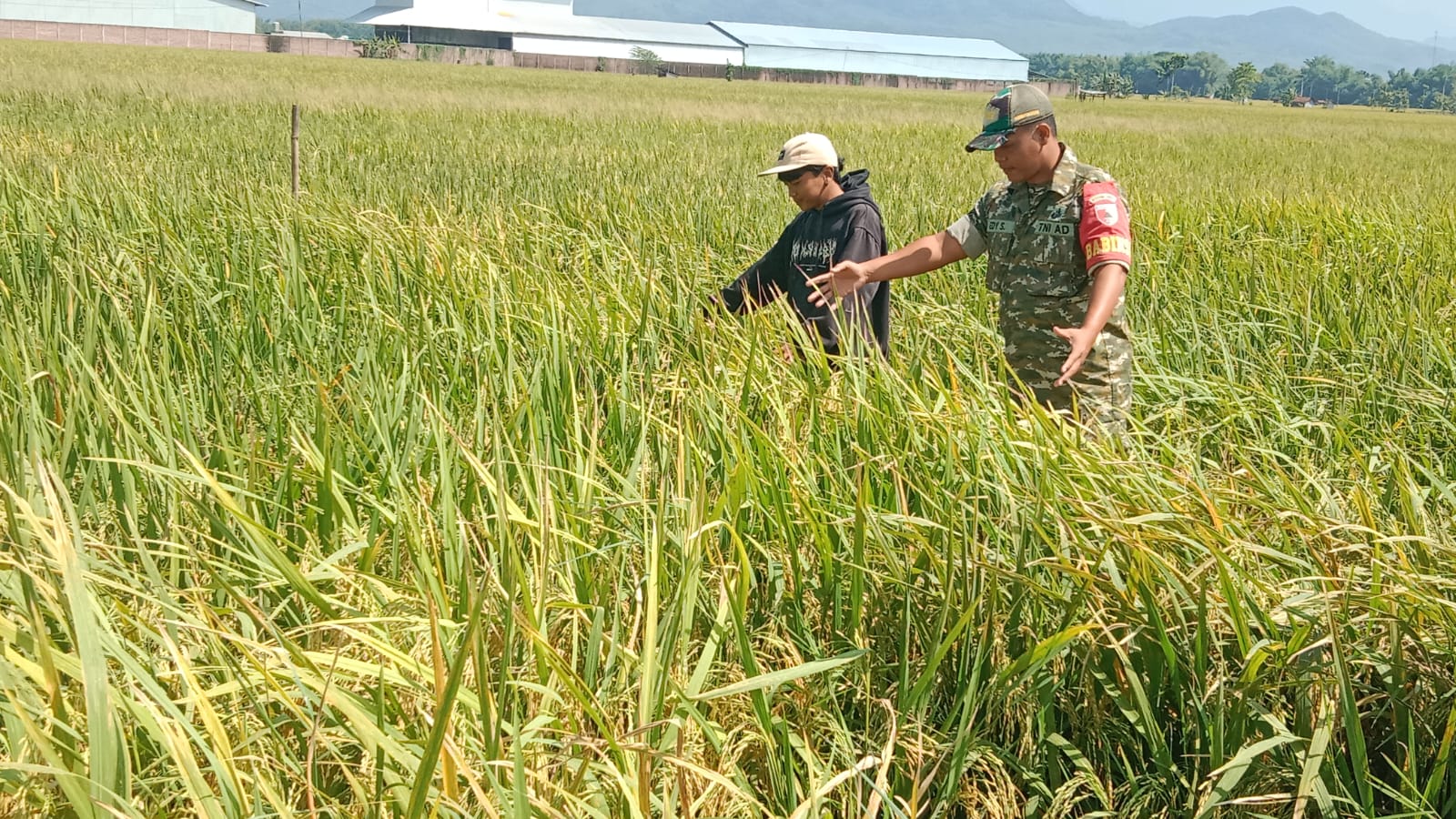 Babinsa Kodim Ponorogo Aktif Turun ke Sawah Bantu Petani 