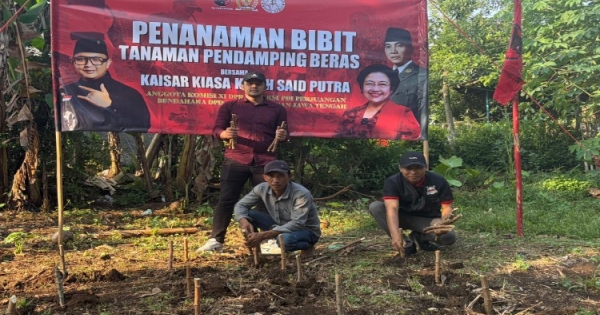 Kaisar Tanam Ratusan Talas-Singkong di Kroya, Dukung Ketahanan Pangan