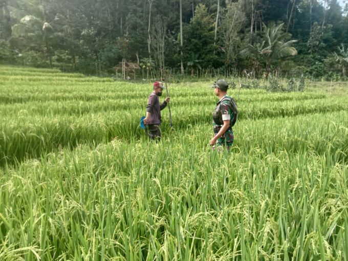 Pendampingan Petani oleh Babinsa Kodim Ponorogo, Perkuat Kemandirian Pangan