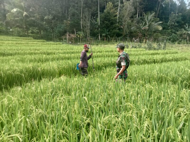 Pendampingan Petani oleh Babinsa Kodim Ponorogo, Perkuat Kemandirian Pangan