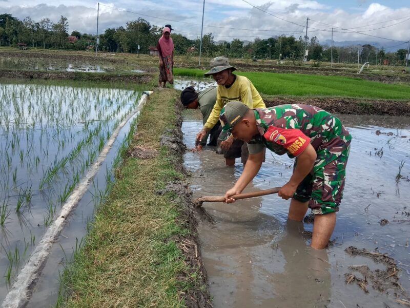 Babinsa Kodim Ponorogo Turun ke Sawah Bantu Olah Lahan Petani