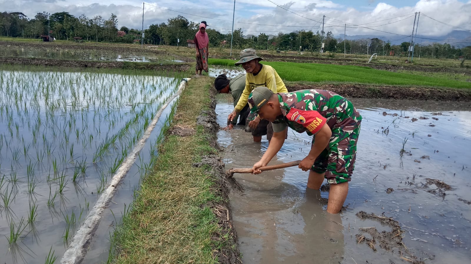 Babinsa Kodim Ponorogo Turun ke Sawah Bantu Olah Lahan Petani