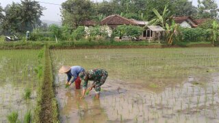 Dorong Petani Sukses, Babinsa Kodim Ponorogo Bantu Tanam Padi