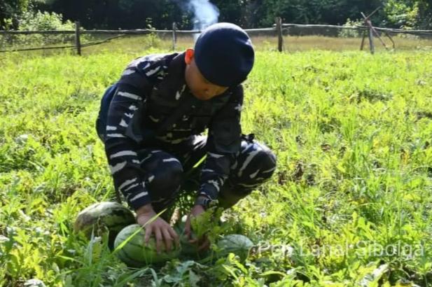 Lanal Sibolga Laksanakan Panen Raya Semangka di Labuhan Angin Kabupaten Tapanuli Tengah