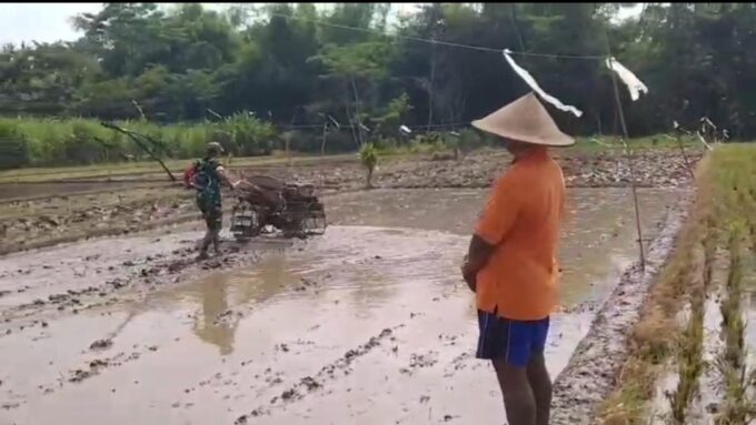 Babinsa Sukodono, Dampingi Petani Bajak Lahan Demi Tingkatkan Produktivitas Pertanian