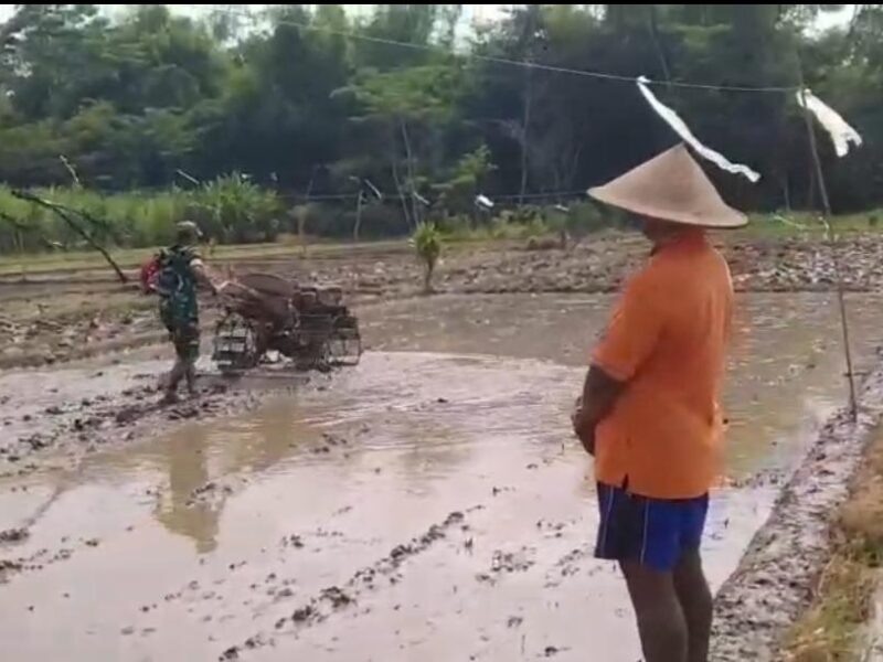 Babinsa Sukodono, Dampingi Petani Bajak Lahan Demi Tingkatkan Produktivitas Pertanian