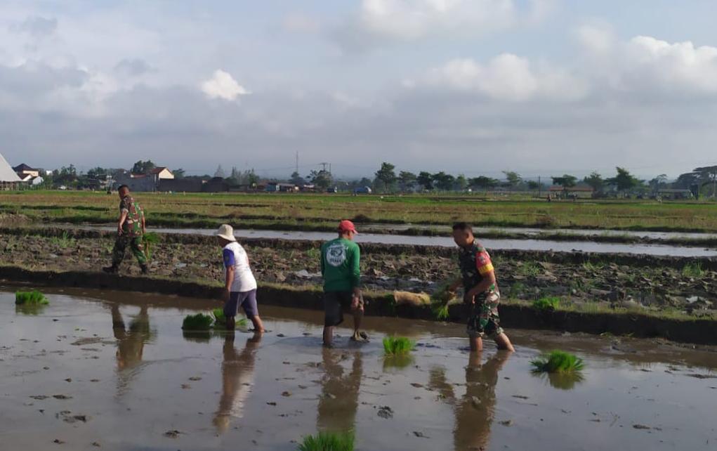Bantu Petani Tanam Padi Aksi Nyata, Babinsa Kodim Ponorogo Perkuat Ketahanan Pangan Desa