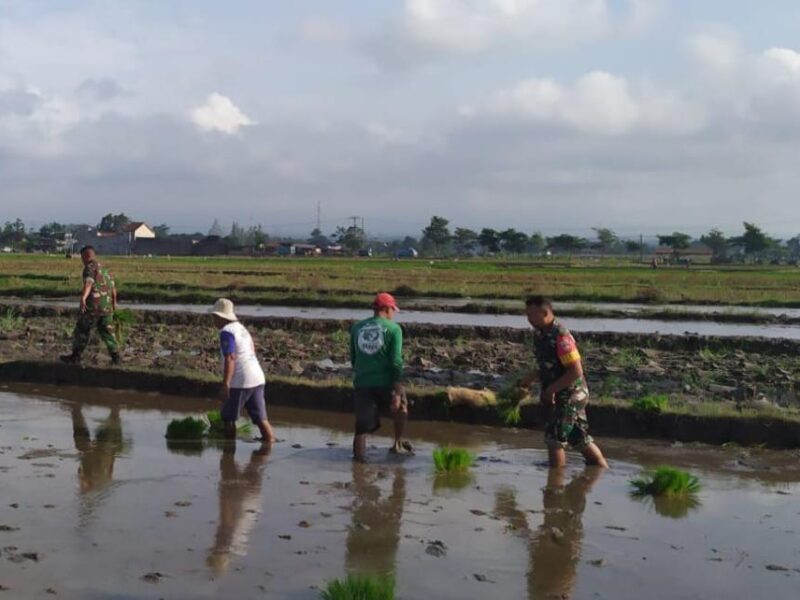 Bantu Petani Tanam Padi Aksi Nyata, Babinsa Kodim Ponorogo Perkuat Ketahanan Pangan Desa