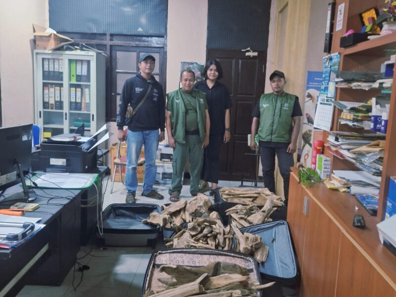 TNI AL DAN BBKSDA PAPUA BARAT DAYA, GAGALKAN PENYELUNDUPAN SATWA LINDUNG DAN KAYU GAHARU