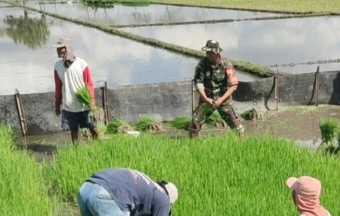 Babinsa Boyolangu Turun Sawah Dampingi Petani Cabut Padi, Wujud Nyata Dukungan Ketahanan Pangan