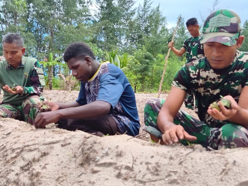 Manfaatkan Lahan Tidur, Satgas TMMD Ke-128 Kodim 1710/Mimika Tanam Jagung Bersama Warga