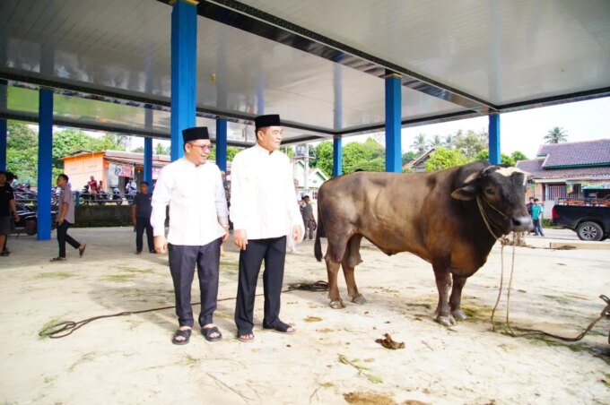 Bupati Muba Tinjau Penyembelihan Kurban di Sungai Angit, Dua Sapi Limosin Diserahkan untuk Warga – Detiktoday.com