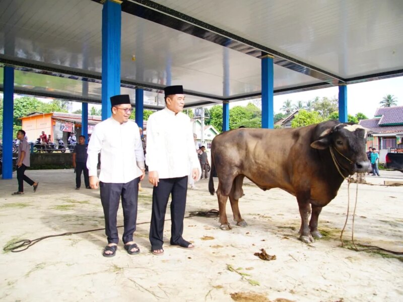 Bupati Muba Tinjau Penyembelihan Kurban di Sungai Angit, Dua Sapi Limosin Diserahkan untuk Warga – Detiktoday.com