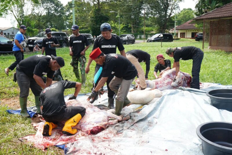 Pertamina Patra Niaga Regional Sumbagsel Salurkan 56 Sapi dan 29 Kambing pada Iduladha 1447 H – Detiktoday.com