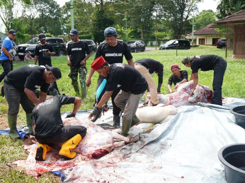 Pertamina Patra Niaga Regional Sumbagsel Salurkan 56 Sapi dan 29 Kambing pada Iduladha 1447 H – Detiktoday.com