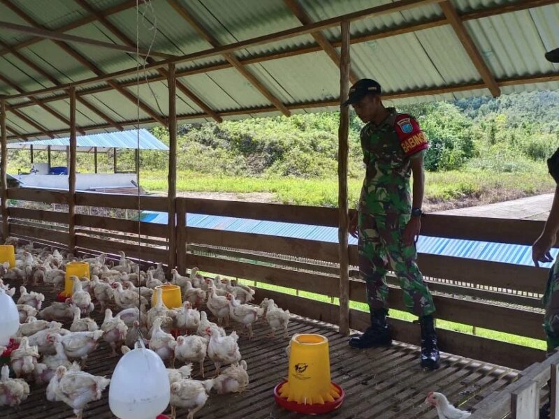 Dari Kandang Ayam Badau sampai Panen Cabai Puring Kencana – Detiktoday.com