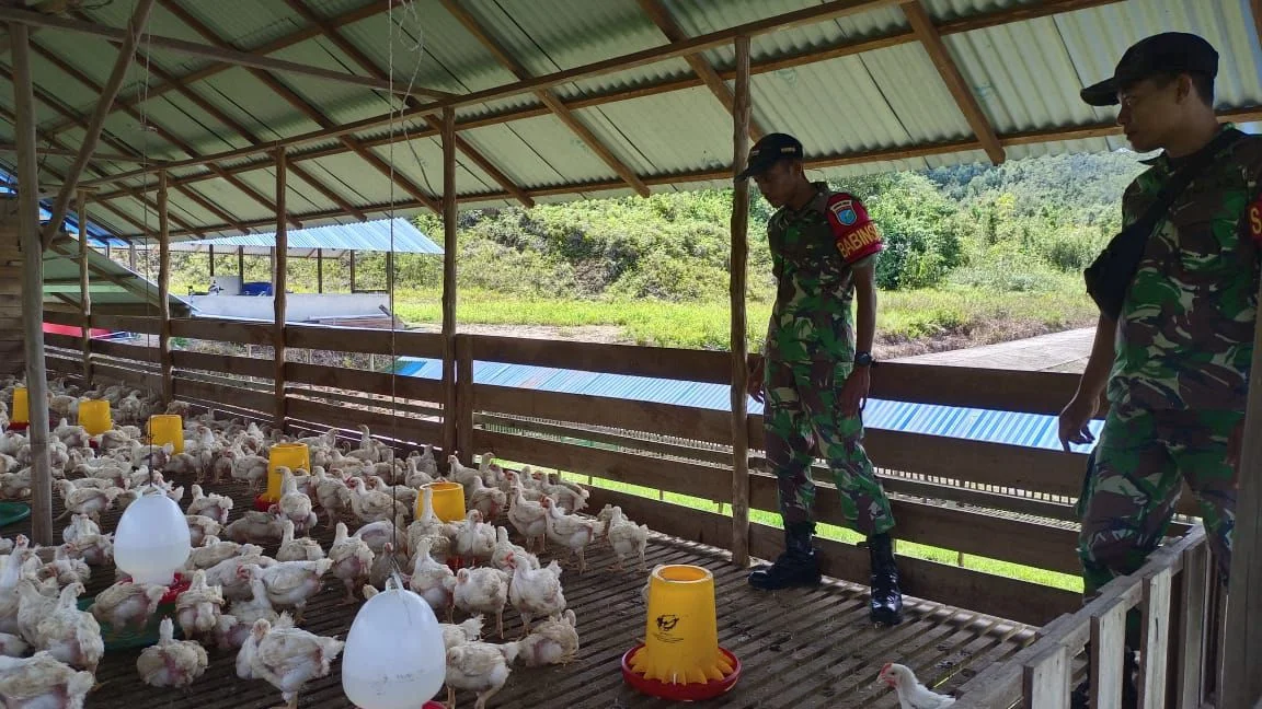 Dari Kandang Ayam Badau sampai Panen Cabai Puring Kencana – Detiktoday.com