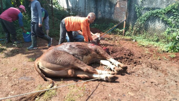 Momentum Idul Adha 1447 H, Pangkodau I Sumbangkan Hewan Qurban