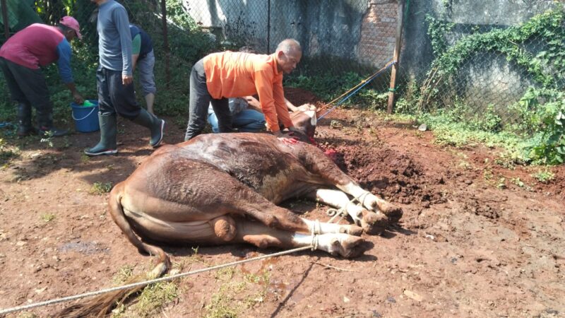 Momentum Idul Adha 1447 H, Pangkodau I Sumbangkan Hewan Qurban