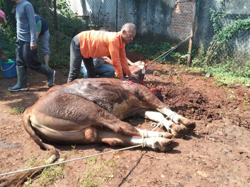 Momentum Idul Adha 1447 H, Pangkodau I Sumbangkan Hewan Qurban