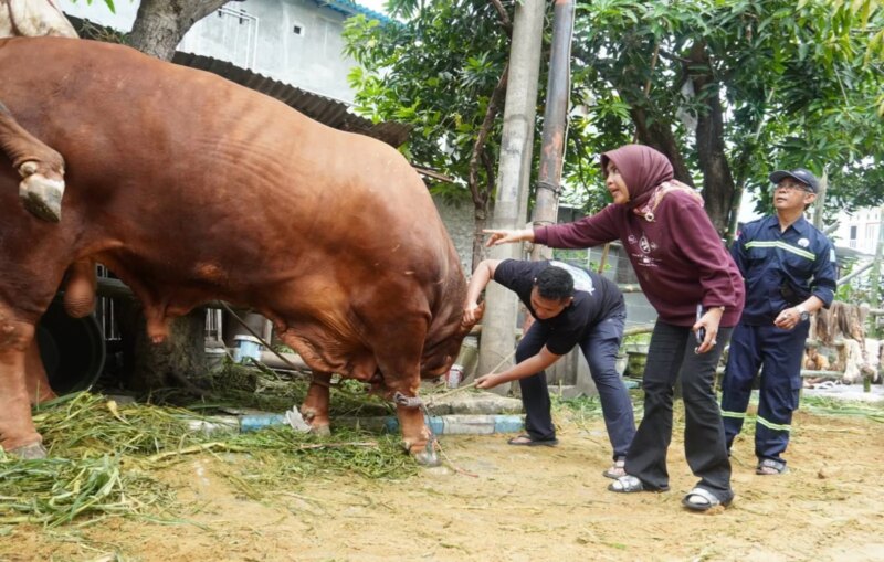Diperiksa Dinas Pangan, Tujuh Sapi Kurban Wabup Mimik Idayana Dipastikan Sehat dan Layak Konsumsi – Detiktoday.com