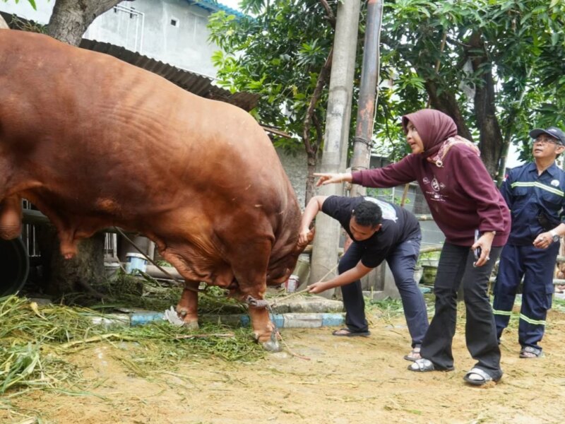 Diperiksa Dinas Pangan, Tujuh Sapi Kurban Wabup Mimik Idayana Dipastikan Sehat dan Layak Konsumsi – Detiktoday.com