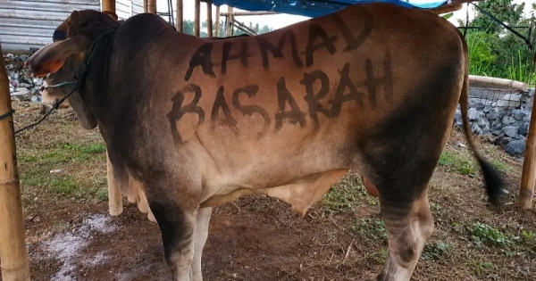 DPC PDI Perjuangan Kab. Malang Salurkan Dua Sapi Kurban, Semangat Berbagi & Kepedulian Sosial