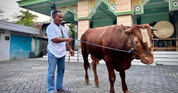 Iduladha 1447 H, Abidin Fikri Salurkan Tiga Ekor Sapi Kurban di Bojonegoro dan Tuban