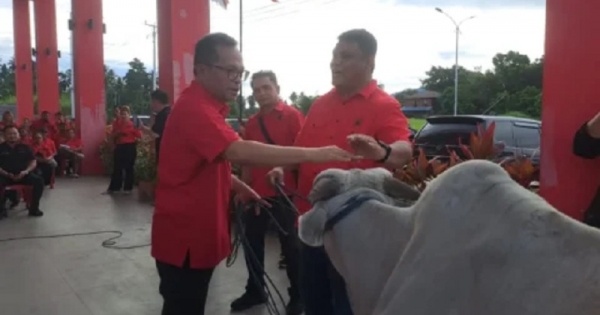 Sambut Idul Adha, DPC PDI Perjuangan Manado Salurkan Tiga Ekor Sapi Kurban