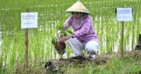 Sarifah Ainun Jariyah Inisiasi Program Mega Tani Dukung Kedaulatan dan Diversifikasi Pangan Lokal