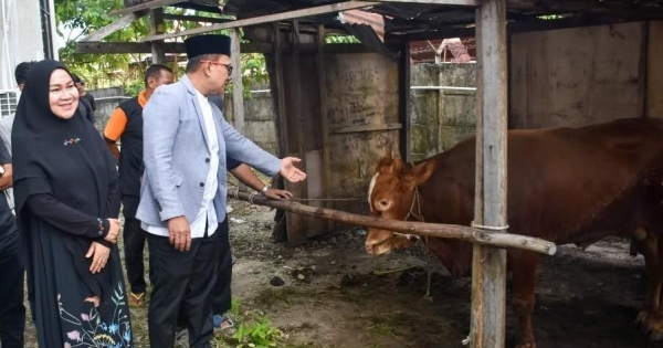 Sujiwo Apresiasi Kekompakan OPD Kubu Raya Kumpulkan 29 Hewan Kurban