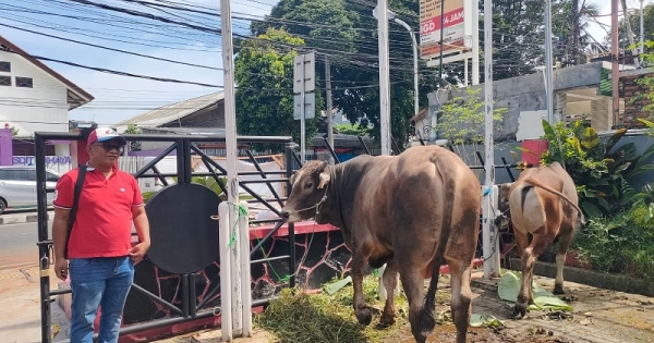 Wujud Kepedulian, DPC PDI Perjuangan Jakarta Timur Salurkan Hewan Qurban Untuk Warga dan UMKM