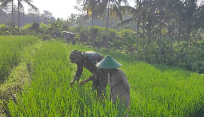Babinsa Segawe Dampingi Petani, Wujudkan Ketahanan Pangan di Wilayah Binaan