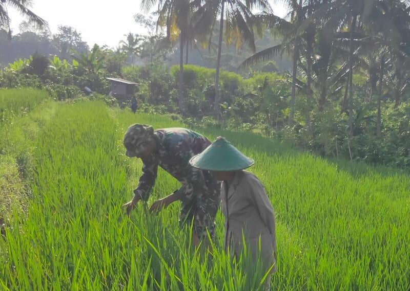 Babinsa Segawe Dampingi Petani, Wujudkan Ketahanan Pangan di Wilayah Binaan