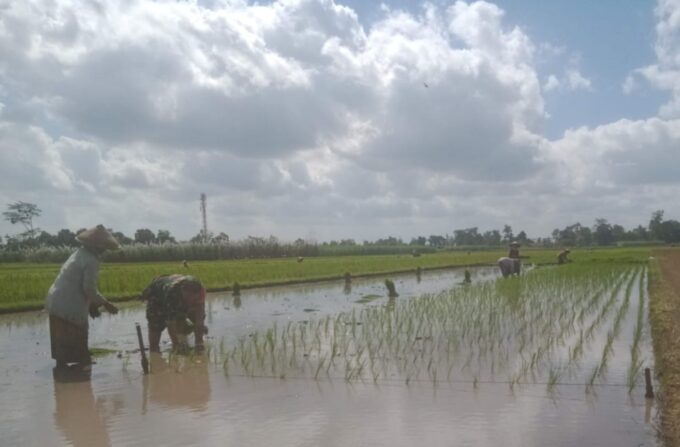 Babinsa Mirigambar Dampingi Petani Tanam Padi, Wujudkan Ketahanan Pangan dari Tingkat Desa