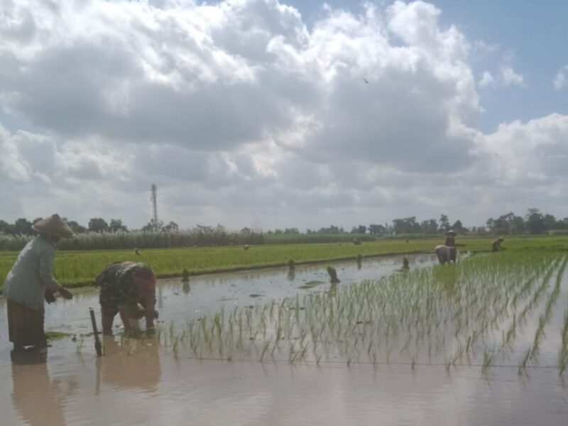 Babinsa Mirigambar Dampingi Petani Tanam Padi, Wujudkan Ketahanan Pangan dari Tingkat Desa