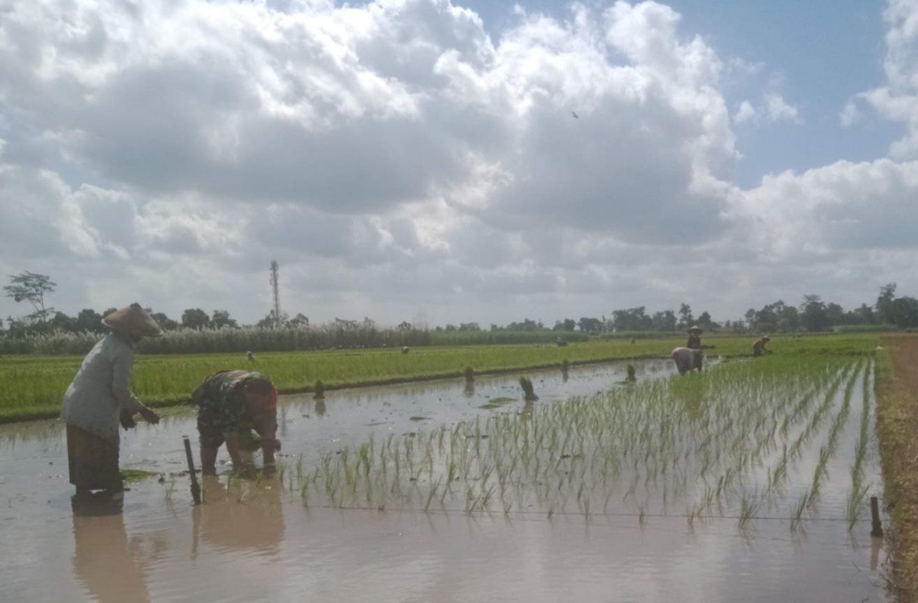 Babinsa Mirigambar Dampingi Petani Tanam Padi, Wujudkan Ketahanan Pangan dari Tingkat Desa