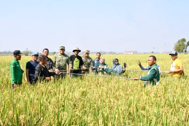 Dorong Inovasi Pertanian, Danrem Tinjau Uji Coba Varietas Padi Baru di Ngawi 