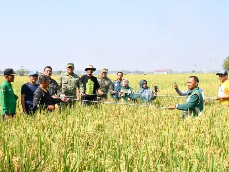Dorong Inovasi Pertanian, Danrem Tinjau Uji Coba Varietas Padi Baru di Ngawi 
