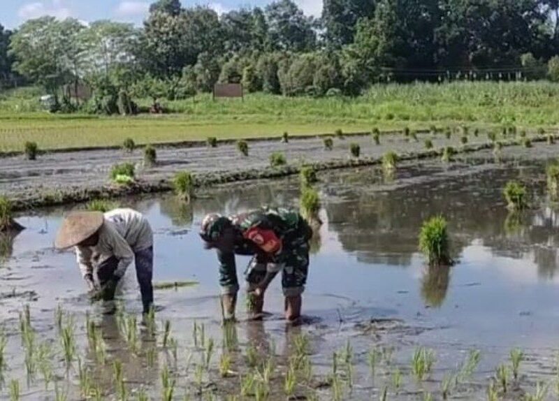 Babinsa Sumbergempol Turun ke Sawah Dampingi Petani Tanam Padi, Perkuat Swasembada Pangan Nasional