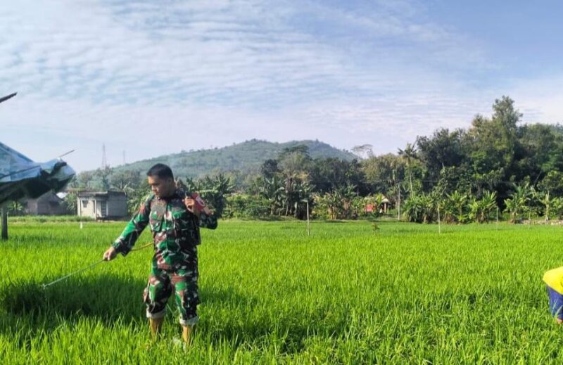 Babinsa Tanggulturus Dampingi Petani Semprot Pestisida, Cegah Wereng dan Tingkatkan Hasil Panen